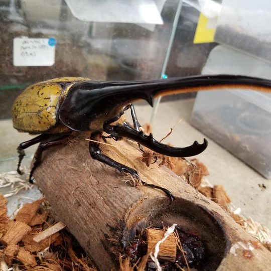 1116 ヘラクレスオオカブトムシ　ペア