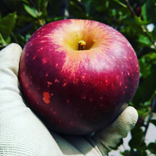 【10月品種】米崎りんご　5～6個入（2種類以上）