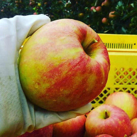 【訳あり品10月】米崎りんご10月品種ミックス10㎏　（2種類以上、32～36個入）