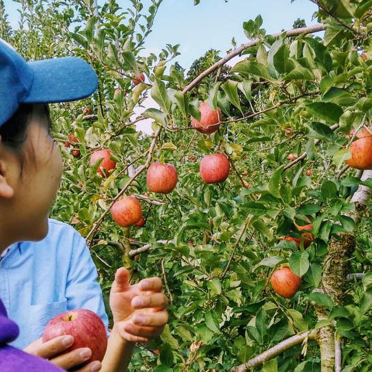 【米崎りんごの木　オーナーになれる権（1シーズン）】