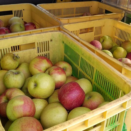 【５店舗限定　商品開発用！格安で加工用りんご10㎏お試し！】