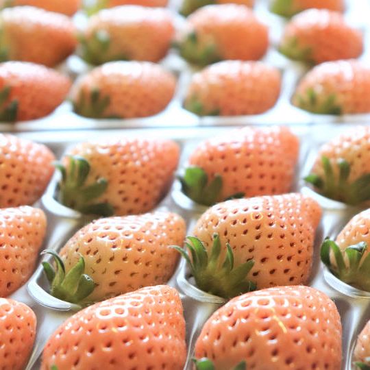 【超早割チケット】淡路島から直送!春採れ白いちご2パック送料税込4,000円