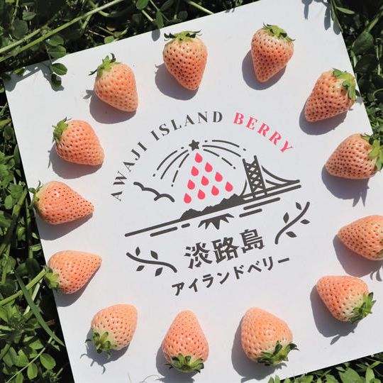 【応援チケット】淡路島から直送!白いちご2パック送料税込6,000円