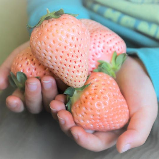 市場には出回らない贅沢な食べ応え!2Lサイズ以上の白いちご