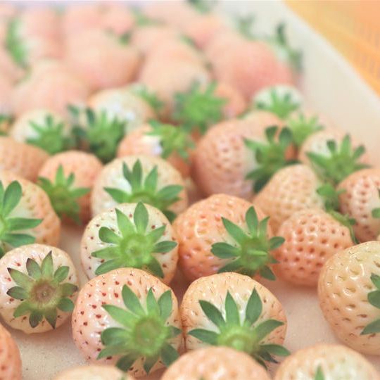 【食ロスゼロチケット】Mサイズ以下・規格外4パックセット