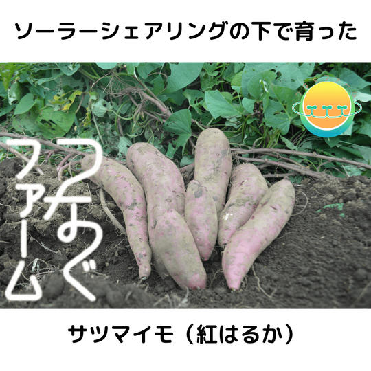「食」で体験!ソーラーシェアリング下で育ったサツマイモ【4kg】