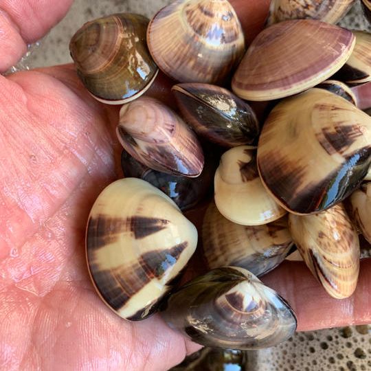 九十九里の初夏の味覚「ぜんな」と「なめろう」※冷凍発送ご自宅お届け