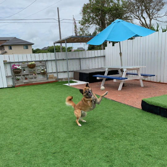 貸切ドッグランで「なめろう」と「焼はま」※店内でお食事