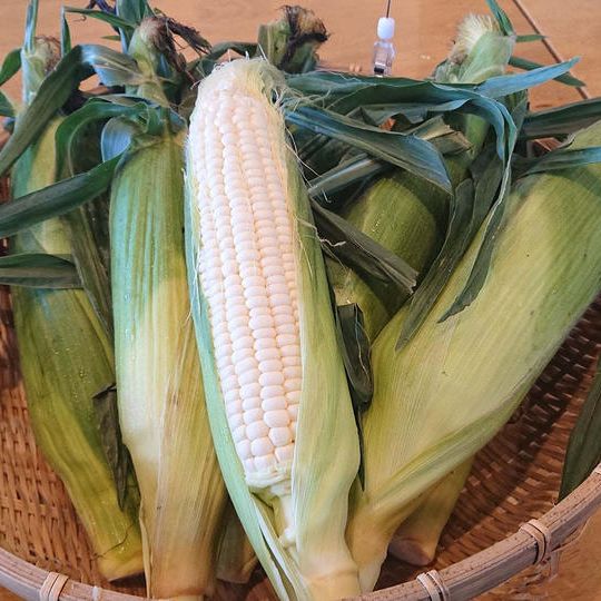 メロン級の甘さ！幻のとうもろこし”ピュアホワイト”