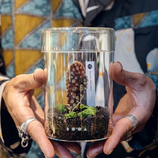 【店頭受渡】テラリウム（ガラスポットMARU/ADA）＋スムージー券