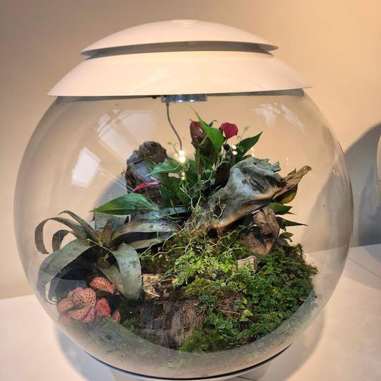 【配送地域限定】テラリウム（BiOrb Air60）＋スムージー券