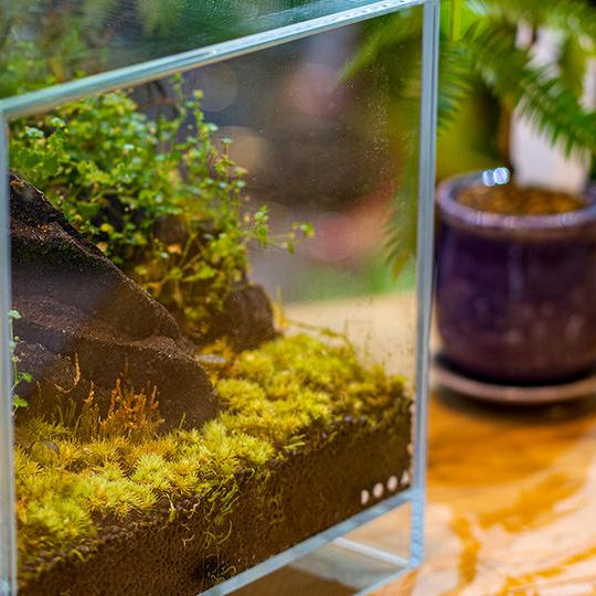 【店頭受渡】テラリウム（ネオグラスエア/ADA）＋スムージー券