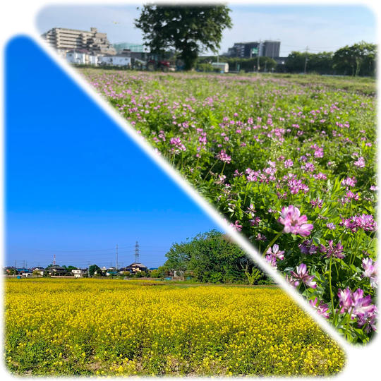 【2回配送】菜の花米5kg・蓮華米5kg　食べ比べ