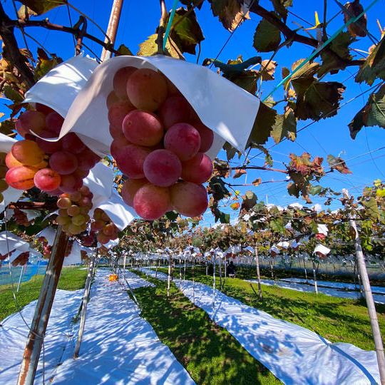 今が旬！！長野県中川村のぶどう🍇🍇🍇【限定10セット 先着順】