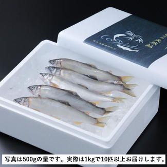天然の冷凍鮎　1kg（1kｇ以上保証）（北海道、沖縄、離島除く）