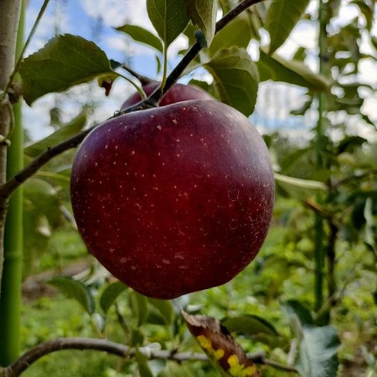 長野県中川村 松村栄一農園さんの『りんご 秋映 約3kg』【限定10セット 先着順】