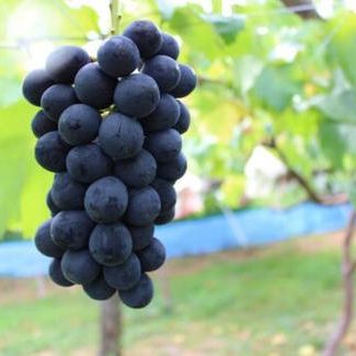 犬山産　巨峰　1.5キロ（3～4房）　2023年夏のお届け（北海島・沖縄・離島除く）