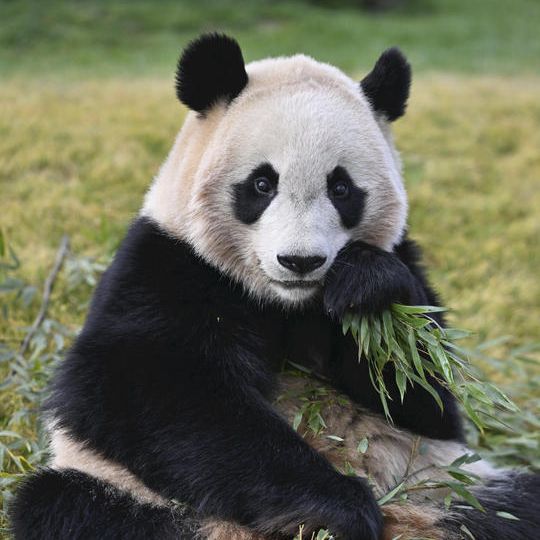 完全版「パンダダイアリー」