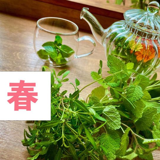 季節のフレッシュハーブティー(春)