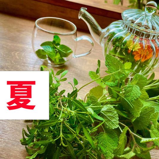 季節のフレッシュハーブティー(夏)