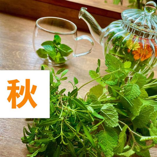 季節のフレッシュハーブティー(秋)