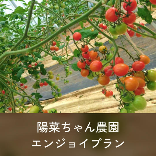 陽菜ちゃん農園エンジョイセット