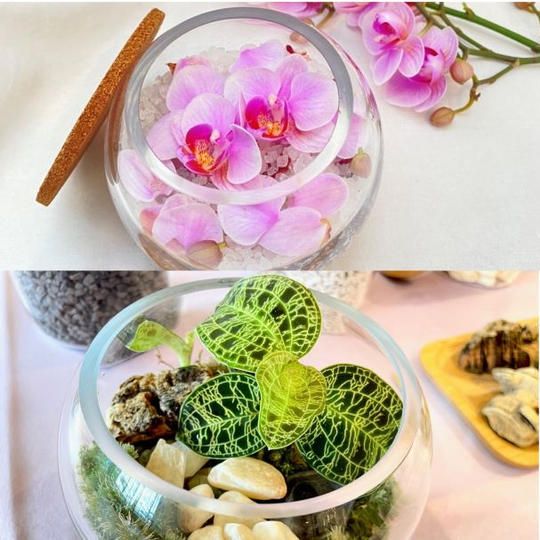 【10月29日（土）11時～】オーキッドワークショップ（アンナララティ美容液サンプル付き）