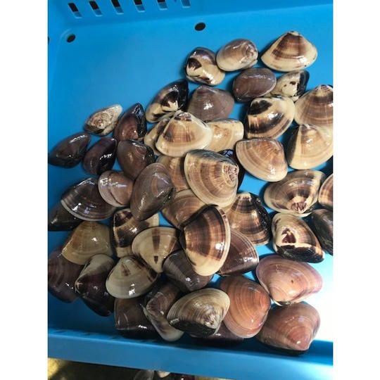 【旭不動丸のはまぐり＆【九十九里に真夏の奇跡】ポストカード 1枚