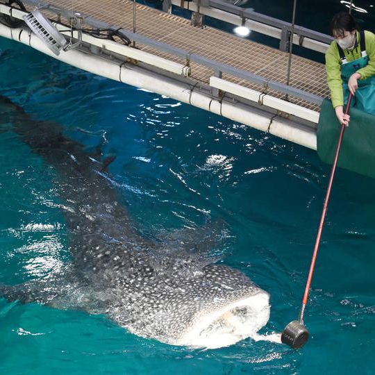 ㉒【2023年3月12日PM】ジンベエザメ給餌体験