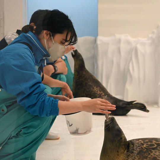 ㉓【2023年4月2日PM】ワモンアザラシ給餌体験