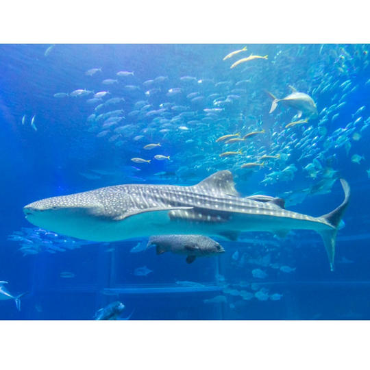 ㉔飼育員体験：魚類コース【2023年4月23日】