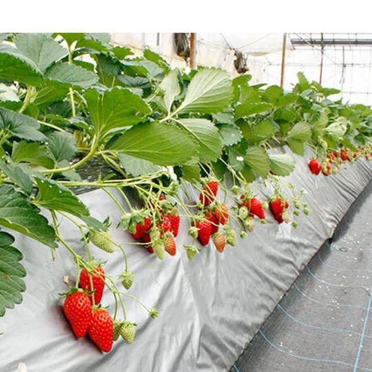 令和5年度いちご狩りシーズンパス