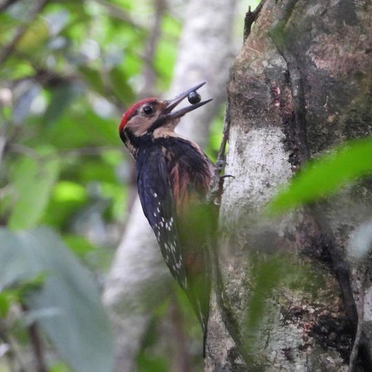 オンライン活動報告会＋分析結果報告
