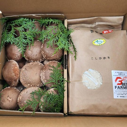 【C-VALUE限定】音信米 こしひかり×新鮮採れたて原木しいたけセット