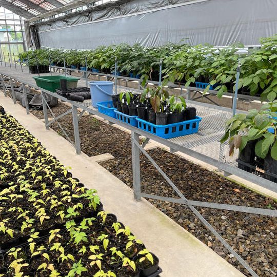 前売り券2枚+<昼食付き>漆栽培見学&植林体験ツアー