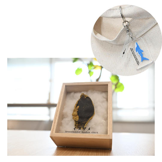 ⑯人魚の財布（サメの卵の殻）＋【限定】アクリル2連キーチェーン