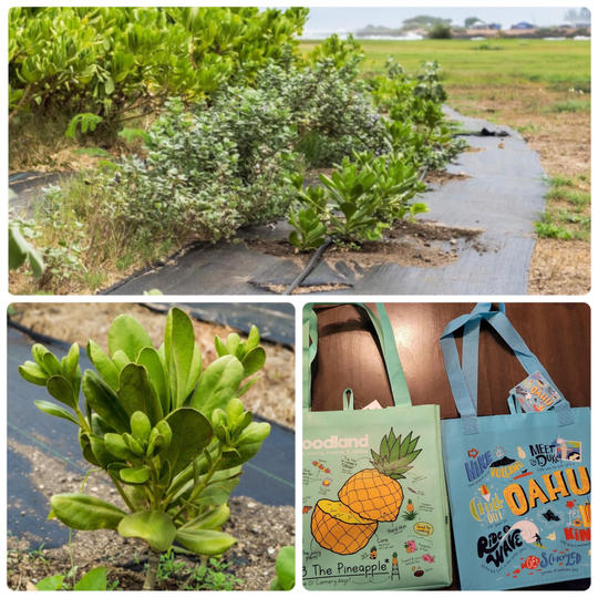 【日本から応援!】ナウパカ植樹活動寄付プラン(エコバック2個プレゼント付き)