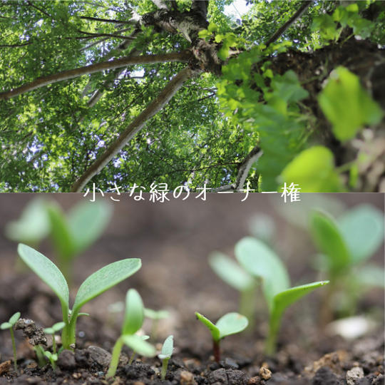 【未来につなげる緑のオーナー募集！老舗造園会社が安心管理】小さな緑のオーナー権