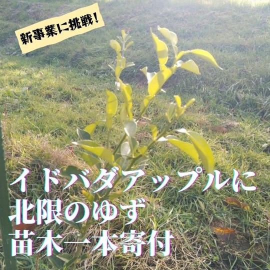 【新事業】市内最大の「北限のゆず畑」への挑戦！苗木一本をイドバダアップルにプレゼントできる権