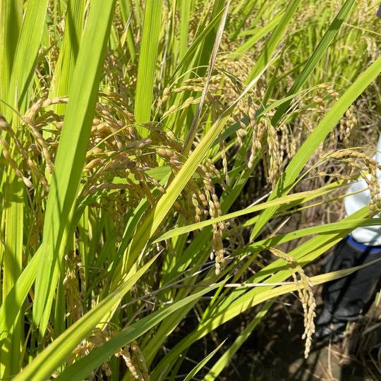 Bプラン「ひとくち農家・収穫プラン」　④お米10キロ＋⑤収穫祭参加権プラン＋②③含む