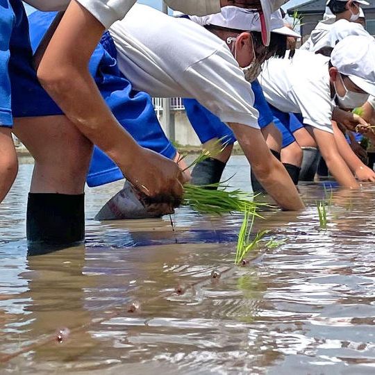 Cプラン「ひとくち農家・体感プラン」　⑥お米20キロ＋⑦田植えイベント参加権＋②③⑤含む