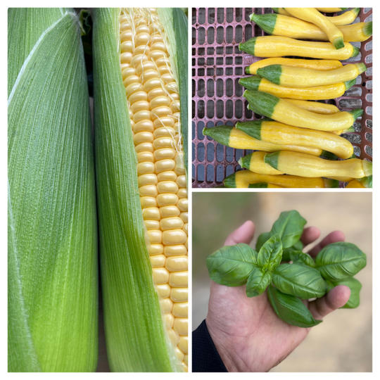 Aセット：夏の季節野菜・ハーブ・フルーツ （メロン）