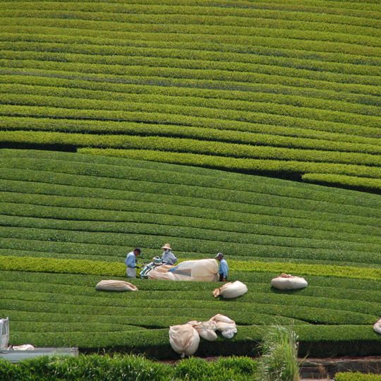 静岡県掛川市 世界農業遺産 茶草場農法の茶農家さん応援！茶畑オーナー体験全4回 ＜新茶配送ギフト 宿泊4泊＞