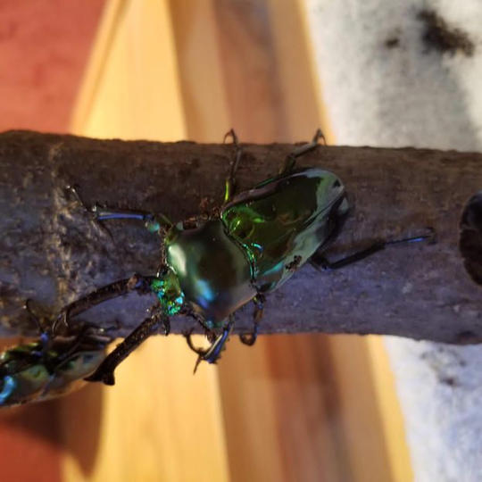 1114 ニジイロクワガタ　成虫ペア