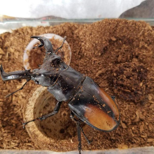 1115 パリーフタマタクワガタ　成虫ペア