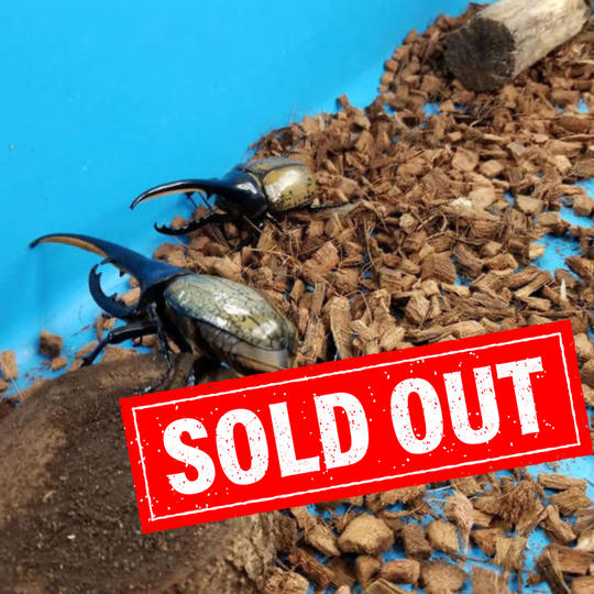 1116 移動昆虫館［幼稚園・保育園にプレゼントしませんか？］