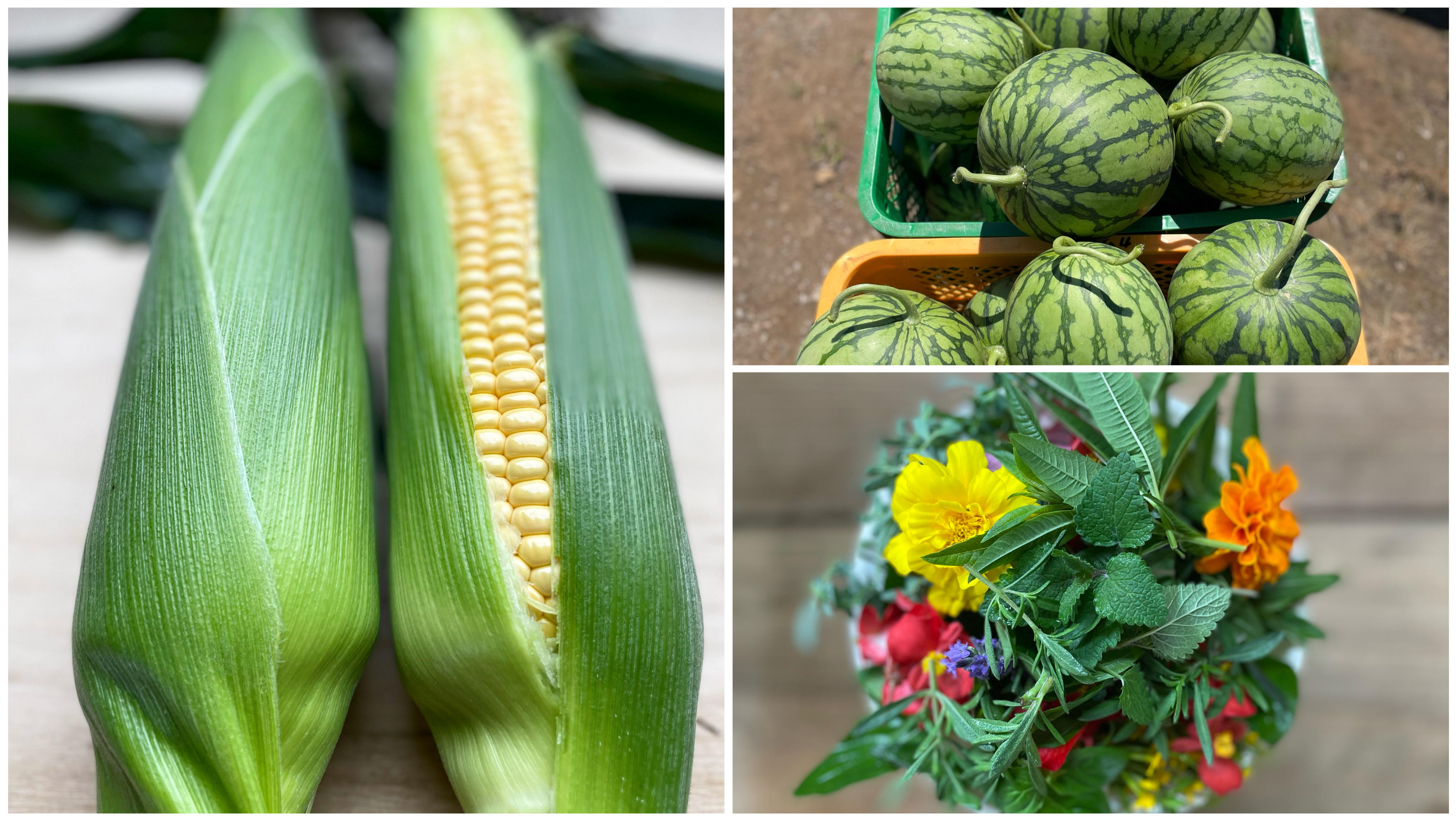 スイカと夏野菜の詰め合わせ　ミネラル露地栽培　120 Bセット：夏の季節野菜・ハーブ・フルーツ （スイカ） - (勝浦の海と