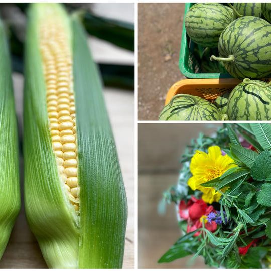 特セット：特盛！夏野菜・ハーブ・メロン＆スイカ 