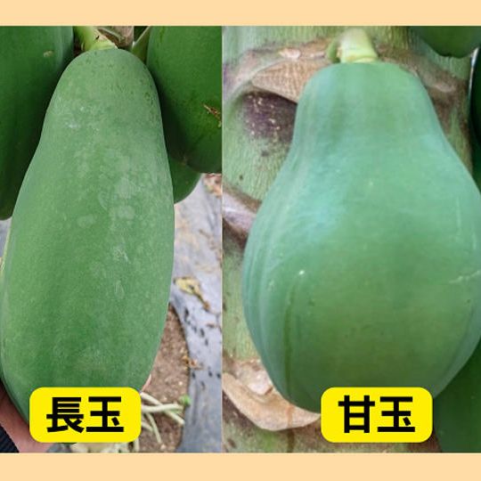 パパイアまるごとセット