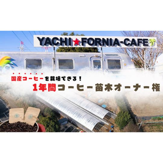 第2期　コーヒー苗木オーナー権